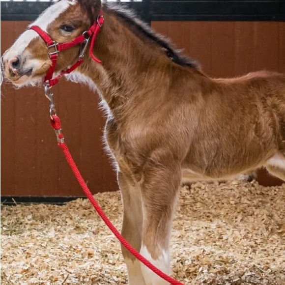 Meet your Posher, Anna - Picture 8 of 13